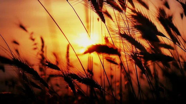 sunset grass slow motion