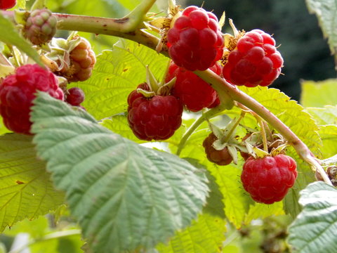 Raspberries photo detail