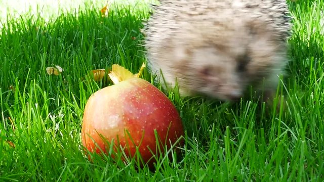 Hedgehog in Green Grass With Juicy Red Ripe Apple Goes or Crawls. Happy Cute Hand Pet Hedgehog on Sunny Day