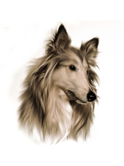 Illustration of collie dog
