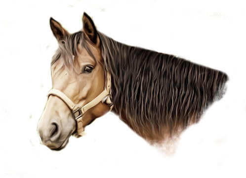 Brown horse portrait