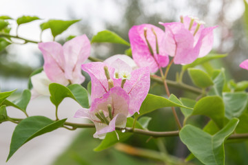 Bougainvillea Flower With Leaves Beautiful Paper Flower Vintage In The Garden.
