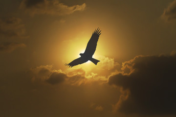 Under the concept of good leadership, teamwork ,Like birds flying through the sunset