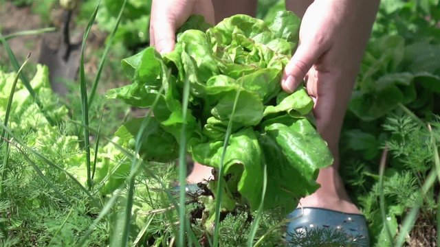 High quality video of picking lettuce in real 1080p slow motion 250fps