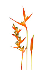 Beautiful red, yellow and orange Heliconia (Heliconia spp.) flower isolated on white background, tropical vivid color flower on white background, heliconia or bird of paradise flower