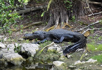 alligator resting under a tree
