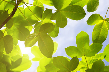 Fototapeta na wymiar Green Leaves With Solf Light For Frame On White Background, Nature Border
