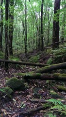 stream bed in Hawaii rain forest
