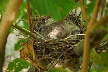 Bird nest with one egg in the bush