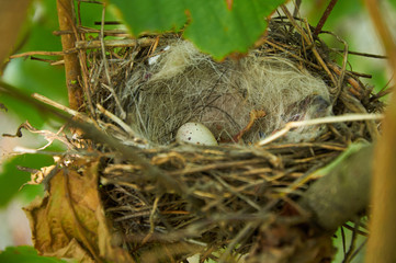 Bird nest with one egg in the bush