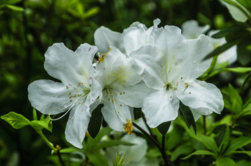 The azalea flowers is blossoming in spring 