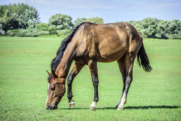 Beautiful horse grazes on a green pasture.