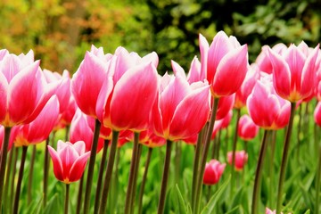 Obraz premium Holland Tulips