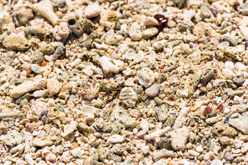 Texture. Shell beach in Bayahibe, La Altagracia, Dominican Republic. Close-up.