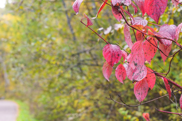 Autumn forest, shrub with red leaves.