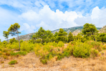 Fototapeta premium Pine trees in mountain scenery of Brac island near Bol town, Croatia