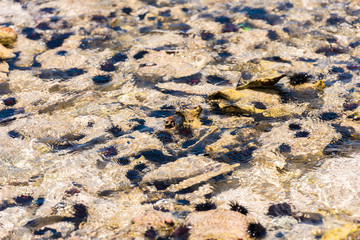 Sea urchins on the ocean floor. Close-up.