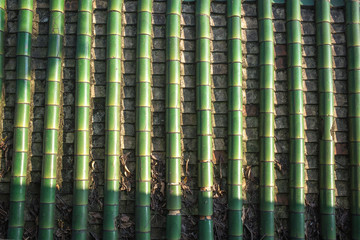 bamboo tile background