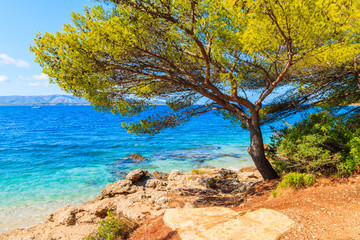 Fototapeta na wymiar Green pine tree on rocky coast near Zlatni Rat beach at Bol on Brac island in summertime, Croatia