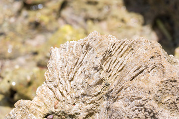 Sea stone in Bayahibe, La Altagracia, Dominican Republic. Close-up.