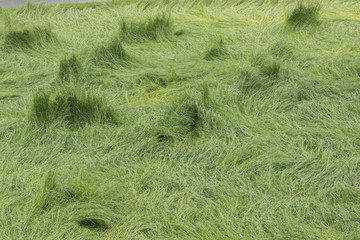 Wet grass