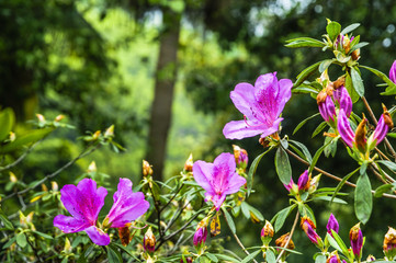 The azalea flowers is blossoming in spring  