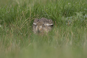 European brown hare hiding in the grass, frontal view