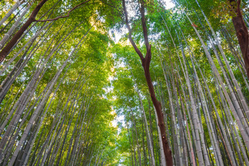Bamboo forest view in Japan, Asia region