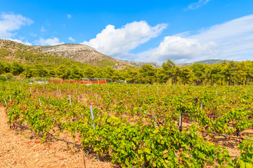Fototapeta na wymiar Vineyards in mountain landscape of Brac island near Bol town, Croatia