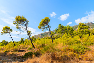 Three pine tress in mountain scenery of Brac island near Bol town, Croatia