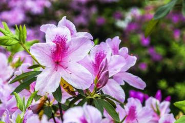 Fototapeta premium The azalea flowers is blossoming in spring 