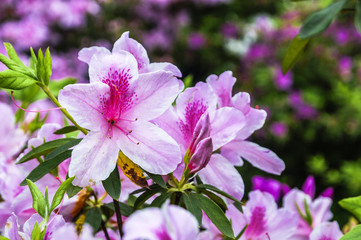 The azalea flowers is blossoming in spring 
