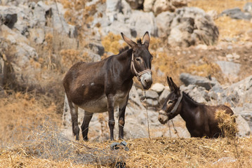 Naklejka na ściany i meble Two donkeys resting, Greece Rodhos