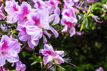 The azalea flowers is blossoming in spring 