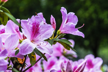 The azalea flowers is blossoming in spring 