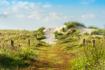 Beach grass and coastal dunes in the northeastern german region fish land located in the federal...
