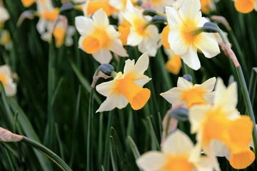 Obraz premium Blooming Beauty