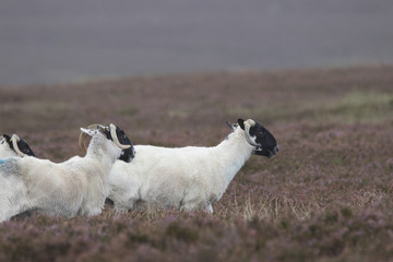 Scottish blackface sheep on the mountains, Ovis aries