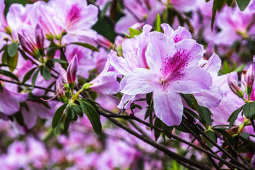 The azalea flowers is blossoming in spring 