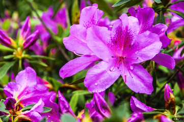 Obraz premium The azalea flowers is blossoming in spring 