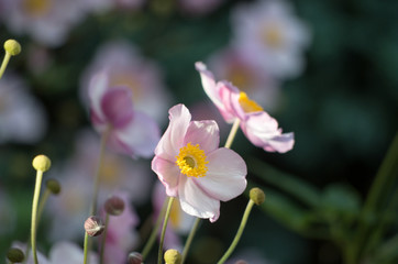 Flowers in Piechowice, Poland