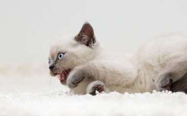 British kitten lies on a fluffy carpet