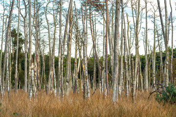 Nature conservation area Ribnitzer big bog in the federal state Mecklenburg Vorpommern, is a very old protected area in northeastern Germany direct at the baltic sea