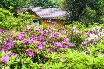 The azalea flowers is blossoming in spring 