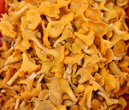 Cantharellus is genus of popular edible mushrooms, commonly known as chanterelles