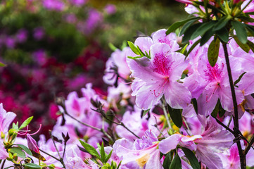 The azalea flowers is blossoming in spring 