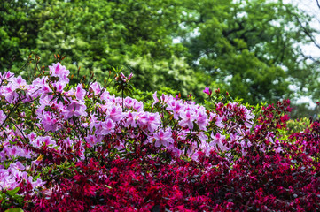 The azalea flowers is blossoming in spring 