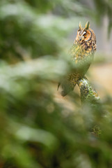 Long-eared Owl - Asio otus