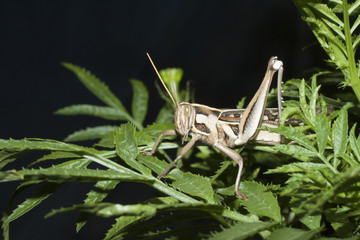 Insect the nature of Adults grasshopper hiding hut with a green tree on night time.