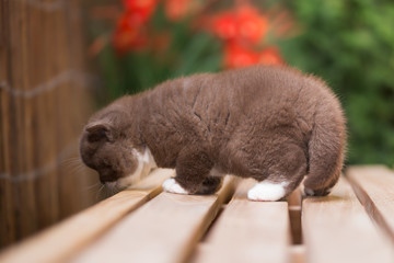 Bildschönes Britisch Kurzhaar Kitten in chocolate-white